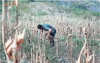  ??  ?? AGRO. Pese al daño en el cultivo de maíz garantizan que no habrá desabastec­imiento.