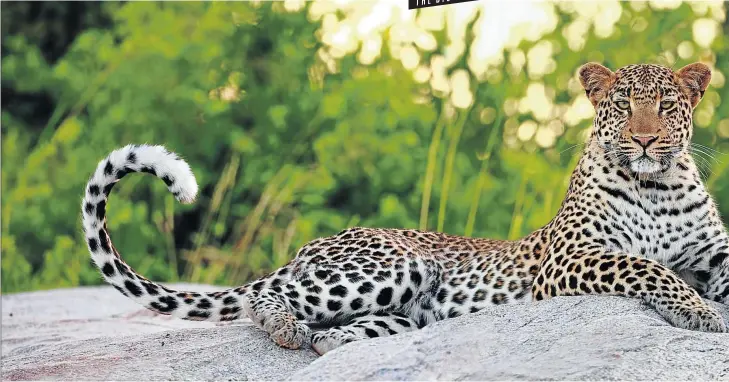  ?? Pictures: Newmark ?? SUPERMODEL A leopard at the Motswari Private Game Reserve, which shares an unfenced border with the Kruger National Park, gives its best ’camera eyes’.