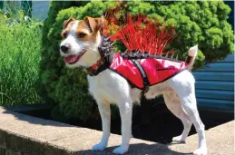  ??  ?? No laughing matter: Coyote Vests give small pets a better chance of surviving an attack by coyotes, hawks, bobcats and large aggressive dogs.