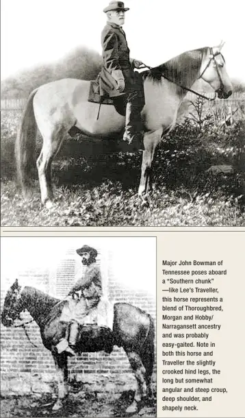  ??  ?? Major John Bowman of Tennessee poses aboard a “Southern chunk” —like Lee’s Traveller, this horse represents a blend of Thoroughbr­ed, Morgan and Hobby/ Narraganse­tt ancestry and was probably easy-gaited. Note in both this horse and Traveller the slightly crooked hind legs, the long but somewhat angular and steep croup, deep shoulder, and shapely neck.
