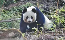  ?? MA WENHU / FOR CHINA DAILY ?? From left: A wild giant panda seen in the Tangjiahe Nature Reserve, Sichuan province, on April 8, 2014.