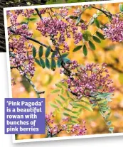  ??  ?? ‘Pink Pagoda’ is a beautiful rowan with bunches of pink berries