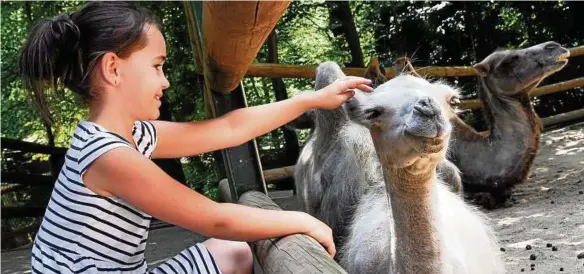  ??  ?? Lilly streichelt das drei Monate alte Kamel Luna im Geraer Tierpark. Fotos (): Peter Michaelis