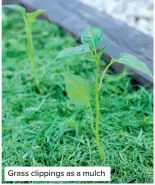  ?? ?? Grass clippings as a mulch