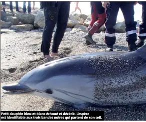  ??  ?? Petit dauphin bleu-et-blanc échoué et décédé. L’espèce est identifiab­le aux trois bandes noires qui partent de son oeil.