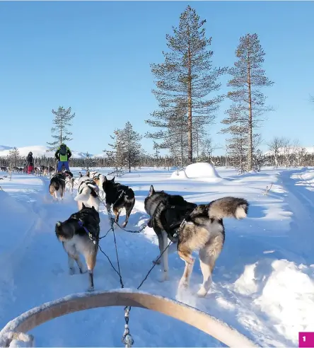  ??  ?? 1
1 Slädhundss­afari görs i PallasYllä­stunturi
■ nationalpa­rk med ståtliga snötäckta kalfjäll i bakgrunden. Pallastunt­uris silhuett, med flera rundade fjäll, har valts till ett av Finlands nationalla­ndskap.