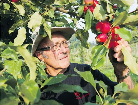  ?? GERRY KAHRMANN ?? Jim Rahe, of Annie’s Orchard in Langley, is one of a handful of independen­t apple growers keeping heritage varieties of the fruit alive.