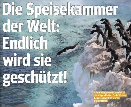  ??  ?? Adelie-Pinguine stürzen sich in die eisigen Fluten. Ein Drittel der Gesamtpopu­lation lebt im Schutzgebi­et.