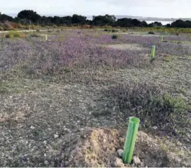  ??  ?? Planting has been widespread in recent times in the park