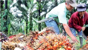  ?? — AFP photo ?? Palm oil demand is expected to be weaker, especially from overseas markets, on the back of the increase in Covid-19 cases, analysts say.