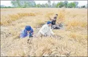 ?? PARDEEP PANDIT/HT ?? Farmers harvesting crops in Kahlwan village near Kartarprur.