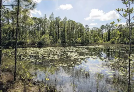  ?? PATRICK CONNOLLY/ORLANDO SENTINEL PHOTOS ?? A hidden pond shows its lily pads on a sunny morning in Little Big Econ State Forest in Seminole County.