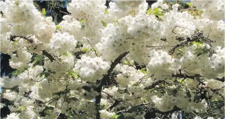  ??  ?? Bloom on this flowering cherry tree was especially heavy this spring.