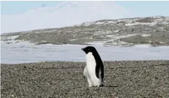  ??  ?? MCMURDO SOUND, Antarctica: Photo shows an Adelie penguin at the New Harbor research station near McMurdo Station in Antarctica. — AFP