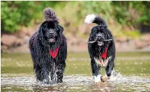  ??  ?? Jacqui Hourigan made use of the policy when she introduced Clooney, a Newfoundla­nd puppy, to her family.