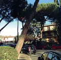  ??  ?? Gli alberi di piazza Fardella