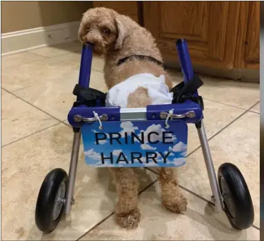  ?? SUBMITTED PHOTO ?? When Teddy was first fostered, advocates bought him a wheelchair to move around as he was unable to use his back legs to walk around.