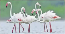  ?? Photo courtesy: SRIRAM REDDY ?? Of 370 species, 310 are water birds, including greater flamingos.