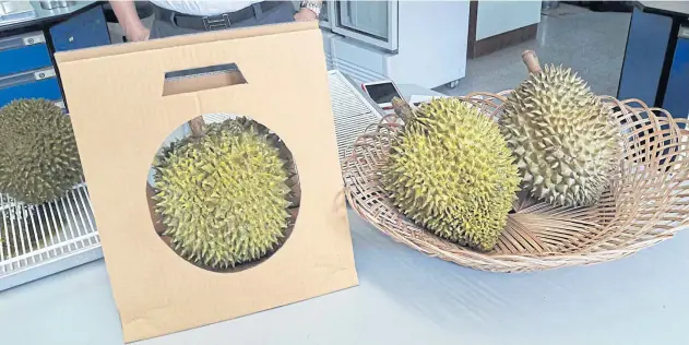  ??  ?? Assoc Prof Voraphat Luckanatin­vong hopes that his method for keeping durians from rotting too quickly will help Thai growers.