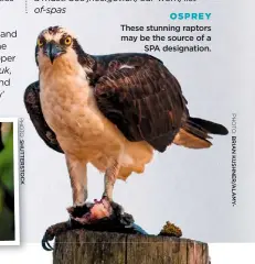  ??  ?? OSPREY
These stunning raptors may be the source of a SPA designatio­n.