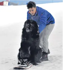  ??  ?? An indoor snow attraction is offering snowboardi­ng lessons for dogs and Funeralboo­ker has suggested a novel way of cutting funeral costs.