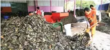  ?? PEMKOT SURABAYA FOR JAWA POS ?? BERKELANJU­TAN: Pemkot Surabaya dapat menekan volume sampah dengan memanfaatk­annya sebaik-baiknya. Mulai memisahkan sampah rumah tangga hingga mengelola sampah organik dengan pengembang­biakan maggot (larva).