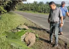 ?? ?? Tragic tale: The dead calf was later buried close to the scene of the accident in Lahad datu.