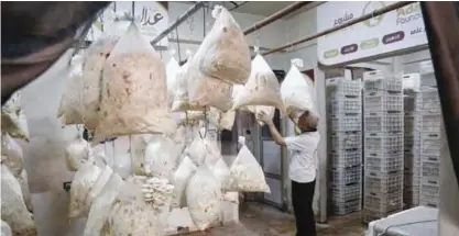  ??  ?? DOUMA: In a humid room in the besieged Syrian town of Douma, Abu Nabil inspects the pearly white mushrooms sprouting from white sacks hanging from a ceiling. — AFP