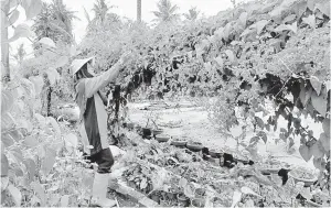  ??  ?? SUBUR: Bunga tanaman Puan Khalidah tumbuh subur.