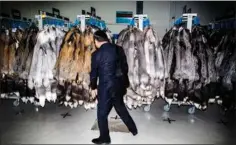  ?? ?? De sidste skind fra de danske minkavlere ventes at blive solgt af Kopenhagen Fur i løbet af i år. Herefter forventes det, at pelsdyravl­ernes forening overdrager selskabet til staten. Foto: Simon Fals