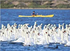  ??  ?? The Abbotsbury swan round-up last week, held every two years on the Fleet lagoon