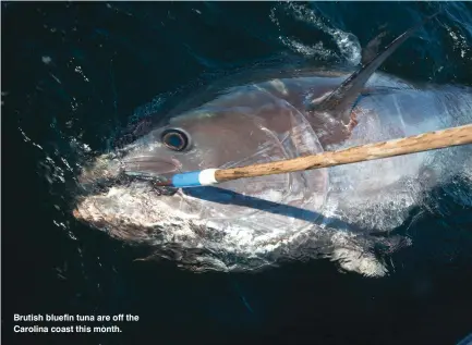  ??  ?? Brutish bluefin tuna are off the Carolina coast this month.