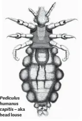  ??  ?? Pediculus humanus
capitis – aka head louse