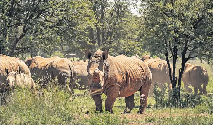  ?? ?? Some of the 2000 strong herd at a rhino farm outside Johannesbu­rg which has been bought by the NGO African Parks