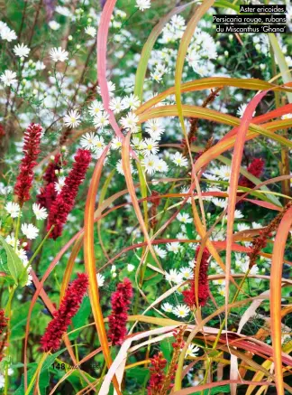  ??  ?? Aster ericoides, Persicaria rouge, rubans du Miscanthus ‘Ghana’