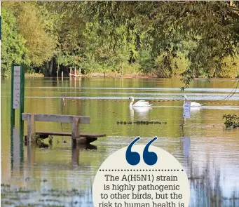  ?? Swans at Kingsbury Water Park ??