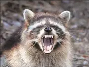  ??  ?? Rabies can affect all mammals, but is known for its presence in raccoons. Polk health officials announced the first cases of 2016.