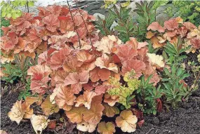  ?? PROVIDED BY TERRA NOVA NURSERIES VIA AP ?? Northern Exposure Amber coral bells performs equally well in full shade as in full sun.