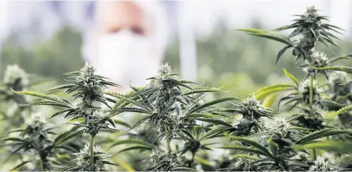  ?? NATHAN DENETTE / THE CANADIAN PRESS FILES ?? MedReleaf chief executive Neil Closner at the firm’s marijuana growing facility in Markham, Ont.