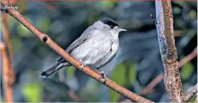  ??  ?? Blackcap