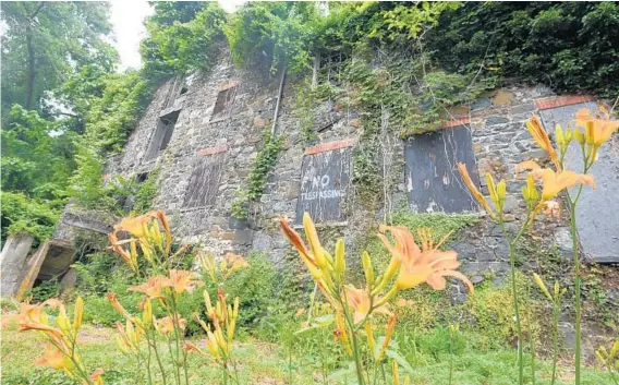  ?? KIM HAIRSTON/BALTIMORE SUN PHOTOS ?? Daylillies bloom near the remains of an old mill on North Franklinto­wn Road. Franklinto­wn is a former mill town first settled in the 18th century in western Baltimore.