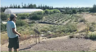  ??  ?? Alex Beaudin devant les parcelles implantées dans une cuvette orientée plein sud et protégée par des haies brise-vent de façon à créer un microclima­t.