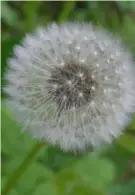  ?? Dianne Machesney ?? Dandelions are among the weeds that will soon sprout in lawns.