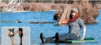  ?? PHOTOS: BARRY HARCOURT ?? Department of Conservati­on Ranger Catherine Brimecome gets a little too close to the water as she checks out flotation on a floating nesting platform. Inset: A pair of crested grebes perform a courtship display on Lake Te Anau.