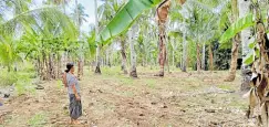  ?? —PHOTO COURTESY OF PAGADIAN CITY AGRICULTUR­E OFFICE ?? NOTHING SPARED Coconuts, bananas and even grass, which can withstand water scarcity, are beginning to suffer from the impact of El Niño, as shown in this farm in Pagadian City.