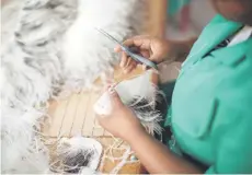  ?? ?? A worker from Cape Karoo internatio­nal works on ostrich feathers.