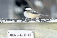  ?? DREW MONKMAN/SPECIAL TO THE EXAMINER ?? The chickadee’s favourite food is black oil sunflower seed.