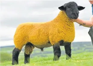  ??  ?? Fife breeder Stuart Craft paid 50,000gn for this ram lamb at Lanark.