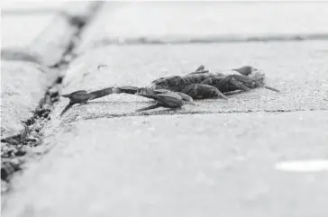  ?? EL DEBATE ?? > La temporada de calor y la suciedad generan brotes de alacranes.