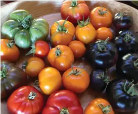  ?? PHOTO BY BONNIE MARKS ?? Many tomato varieties thrive in Marin's microclima­tes.